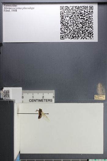 Media type: image; Entomology 678162